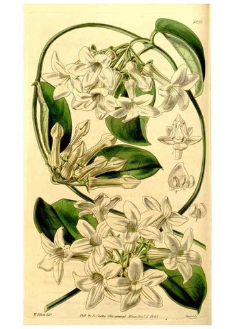 Reproducción/Reproduction 35210424646: Curtis's botanical magazine.. London ; New York [etc.] :Academic Press [etc.]