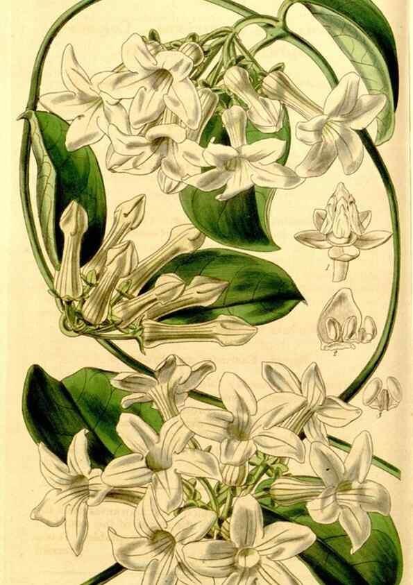 Reproducción/Reproduction 35210424646: Curtis's botanical magazine.. London ; New York [etc.] :Academic Press [etc.]