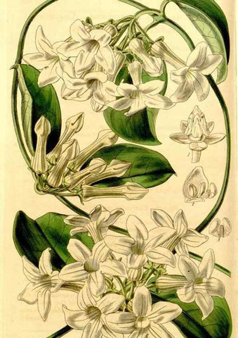 Reproducción/Reproduction 35210424646: Curtis's botanical magazine.. London ; New York [etc.] :Academic Press [etc.]