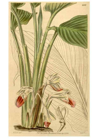 Reproducción/Reproduction 34406088144: Curtis's botanical magazine.. London ; New York [etc.] :Academic Press [etc.]