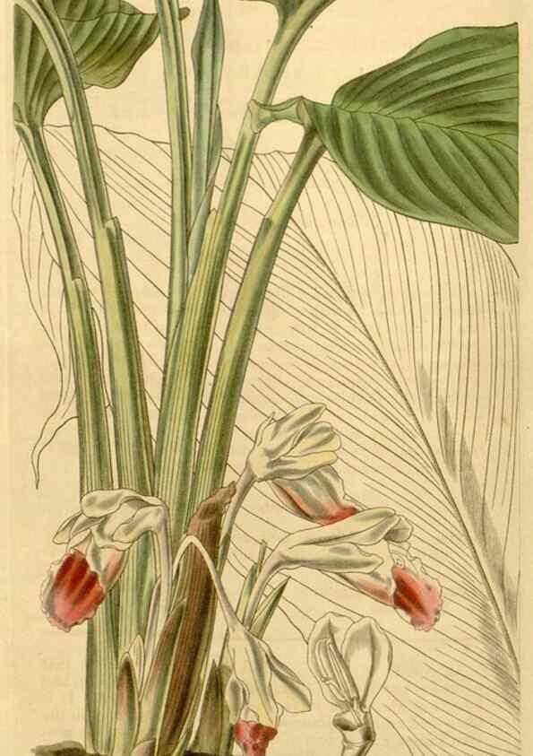 Reproducción/Reproduction 34406088144: Curtis's botanical magazine.. London ; New York [etc.] :Academic Press [etc.]