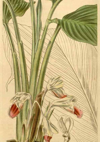 Reproducción/Reproduction 34406088144: Curtis's botanical magazine.. London ; New York [etc.] :Academic Press [etc.]