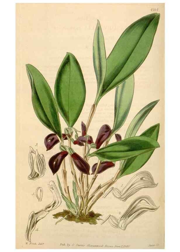 Reproducción/Reproduction 35085271642: Curtis's botanical magazine.. London ; New York [etc.] :Academic Press [etc.]
