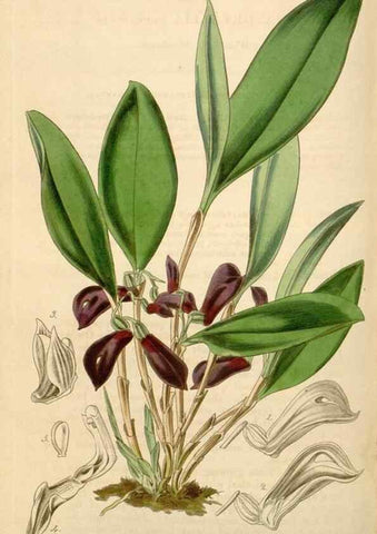 Reproducción/Reproduction 35085271642: Curtis's botanical magazine.. London ; New York [etc.] :Academic Press [etc.]