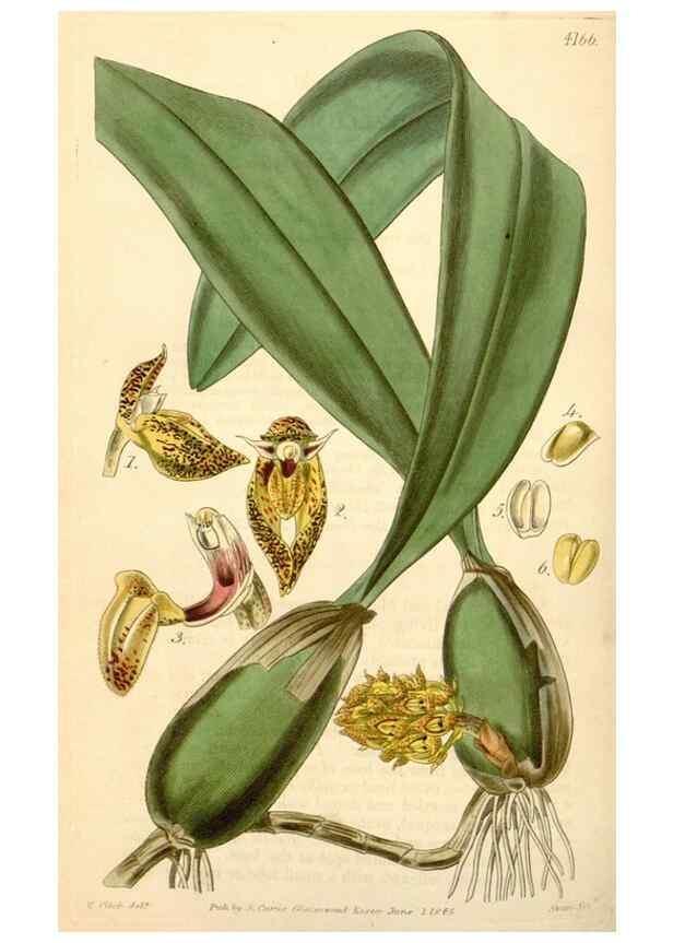 Reproducción/Reproduction 34441741483: Curtis's botanical magazine.. London ; New York [etc.] :Academic Press [etc.]