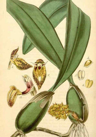 Reproducción/Reproduction 34441741483: Curtis's botanical magazine.. London ; New York [etc.] :Academic Press [etc.]