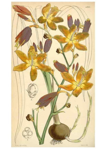 Reproducción/Reproduction 35251057635: Curtis's botanical magazine.. London ; New York [etc.] :Academic Press [etc.]