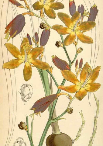Reproducción/Reproduction 35251057635: Curtis's botanical magazine.. London ; New York [etc.] :Academic Press [etc.]