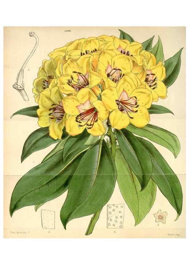 Reproducción/Reproduction 35251060345: Curtis's botanical magazine.. London ; New York [etc.] :Academic Press [etc.]
