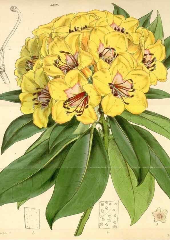 Reproducción/Reproduction 35251060345: Curtis's botanical magazine.. London ; New York [etc.] :Academic Press [etc.]
