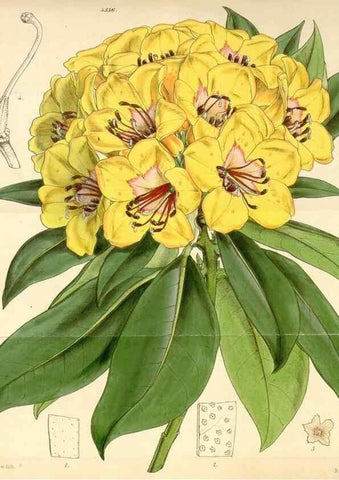 Reproducción/Reproduction 35251060345: Curtis's botanical magazine.. London ; New York [etc.] :Academic Press [etc.]