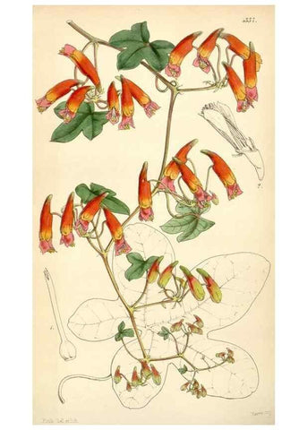 Reproducción/Reproduction 35251063225: Curtis's botanical magazine.. London ; New York [etc.] :Academic Press [etc.]