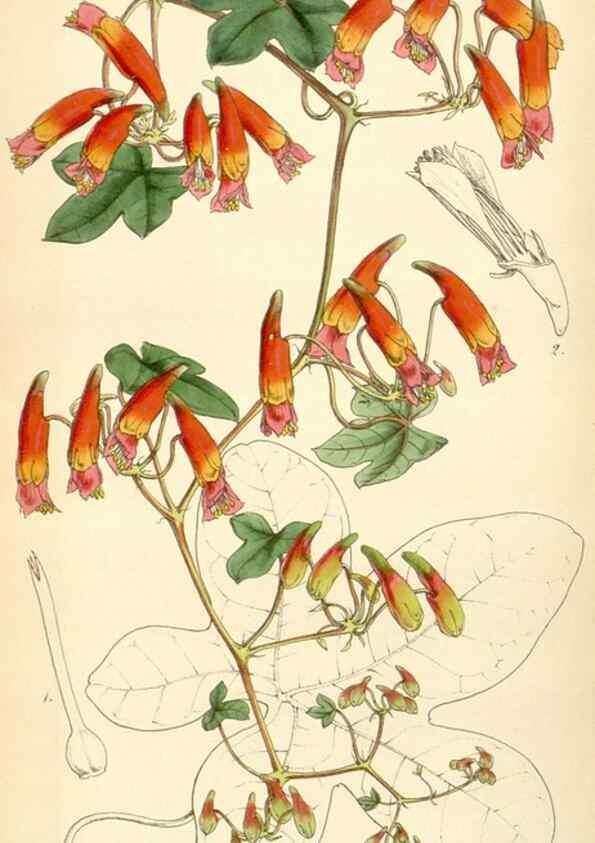 Reproducción/Reproduction 35251063225: Curtis's botanical magazine.. London ; New York [etc.] :Academic Press [etc.]