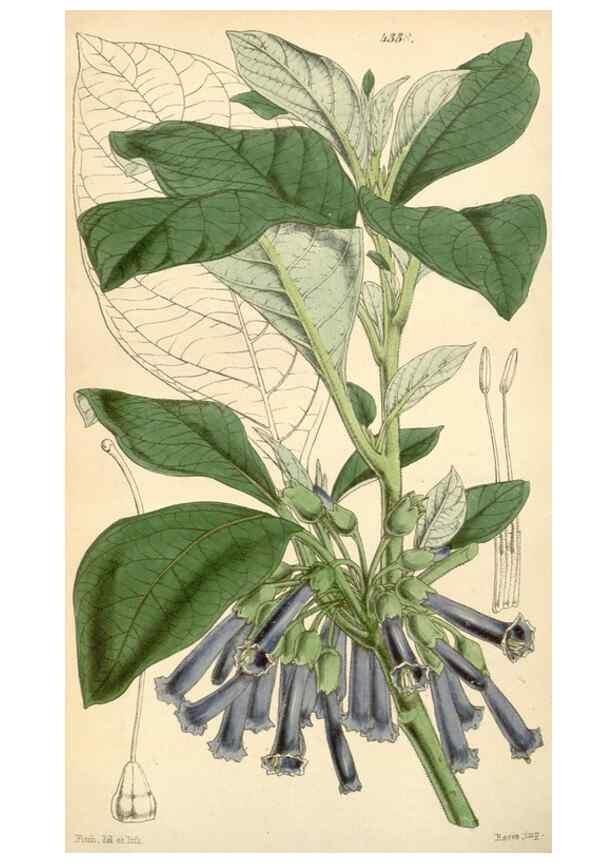 Reproducción/Reproduction 35251066225: Curtis's botanical magazine.. London ; New York [etc.] :Academic Press [etc.]