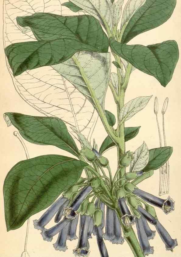 Reproducción/Reproduction 35251066225: Curtis's botanical magazine.. London ; New York [etc.] :Academic Press [etc.]