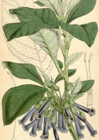 Reproducción/Reproduction 35251066225: Curtis's botanical magazine.. London ; New York [etc.] :Academic Press [etc.]
