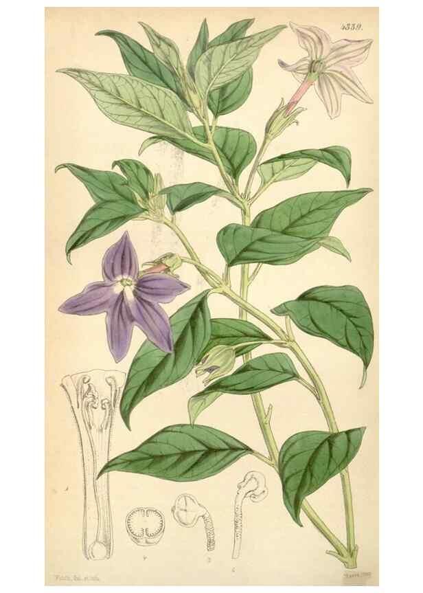 Reproducción/Reproduction 34864182630: Curtis's botanical magazine.. London ; New York [etc.] :Academic Press [etc.]