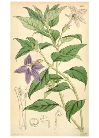 Reproducción/Reproduction 34864182630: Curtis's botanical magazine.. London ; New York [etc.] :Academic Press [etc.]