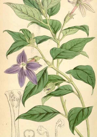 Reproducción/Reproduction 34864182630: Curtis's botanical magazine.. London ; New York [etc.] :Academic Press [etc.]