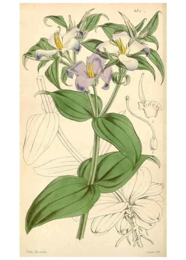 Reproducción/Reproduction 34864185260: Curtis's botanical magazine.. London ; New York [etc.] :Academic Press [etc.]