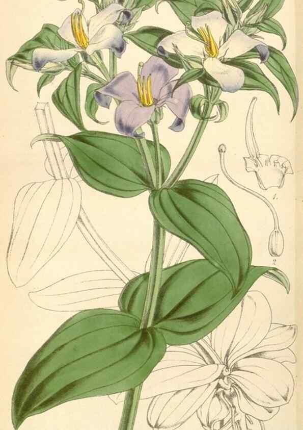Reproducción/Reproduction 34864185260: Curtis's botanical magazine.. London ; New York [etc.] :Academic Press [etc.]