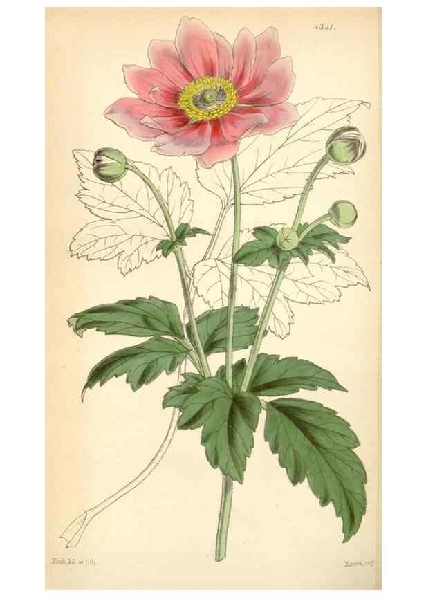Reproducción/Reproduction 34864187810: Curtis's botanical magazine.. London ; New York [etc.] :Academic Press [etc.]