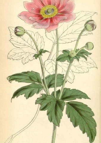 Reproducción/Reproduction 34864187810: Curtis's botanical magazine.. London ; New York [etc.] :Academic Press [etc.]