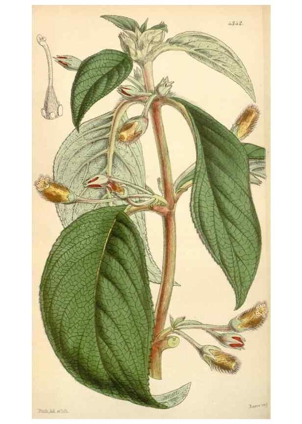 Reproducción/Reproduction 34864190170: Curtis's botanical magazine.. London ; New York [etc.] :Academic Press [etc.]