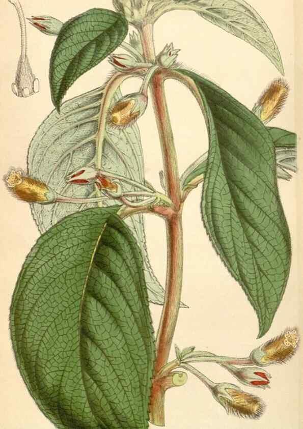 Reproducción/Reproduction 34864190170: Curtis's botanical magazine.. London ; New York [etc.] :Academic Press [etc.]