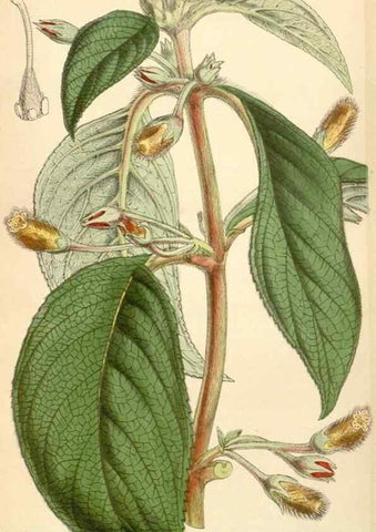 Reproducción/Reproduction 34864190170: Curtis's botanical magazine.. London ; New York [etc.] :Academic Press [etc.]