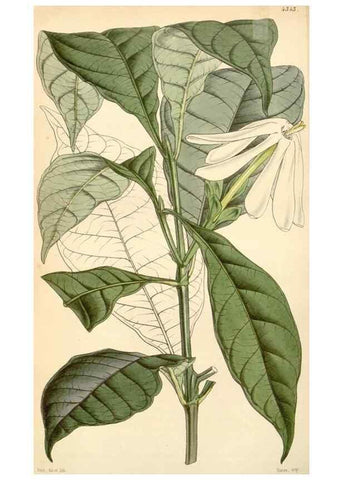 Reproducción/Reproduction 34864192490: Curtis's botanical magazine.. London ; New York [etc.] :Academic Press [etc.]