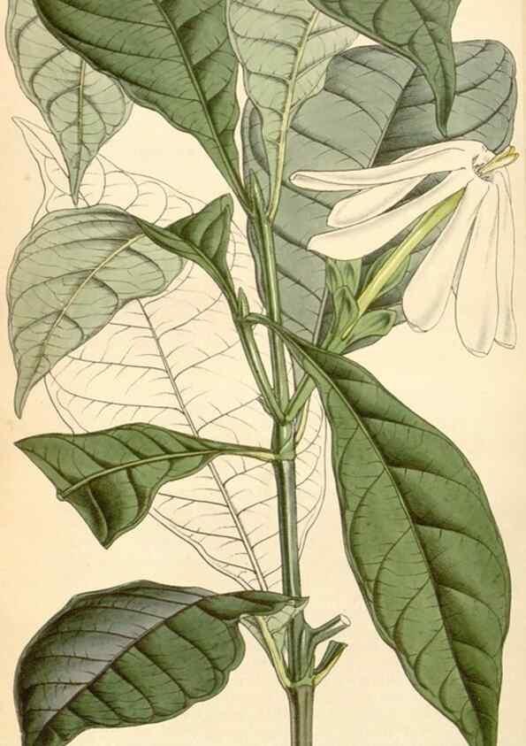 Reproducción/Reproduction 34864192490: Curtis's botanical magazine.. London ; New York [etc.] :Academic Press [etc.]