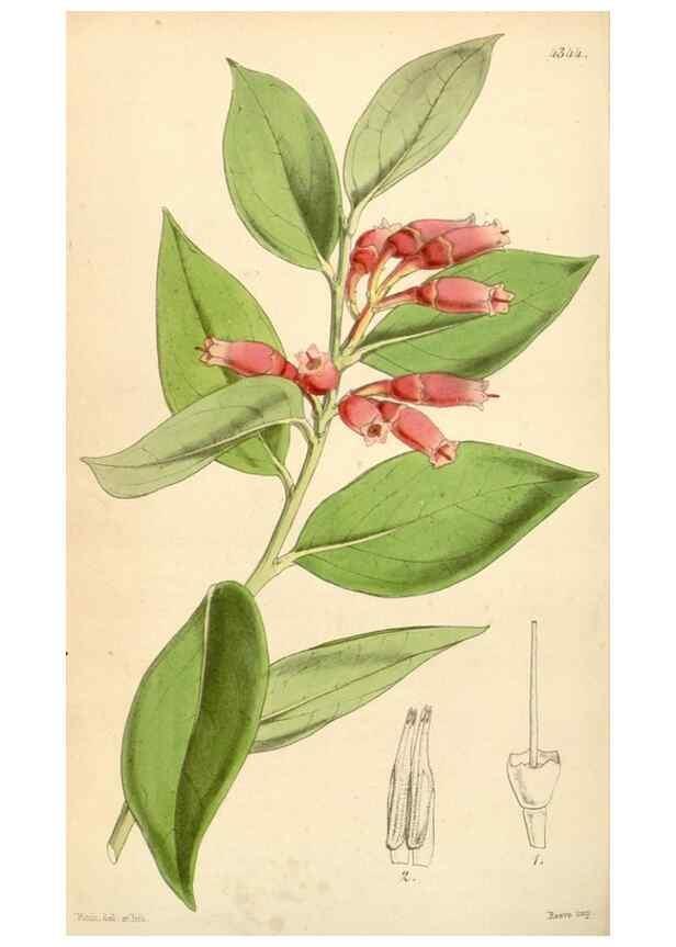Reproducción/Reproduction 34864194180: Curtis's botanical magazine.. London ; New York [etc.] :Academic Press [etc.]
