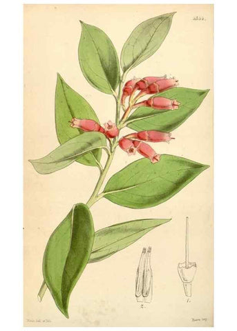 Reproducción/Reproduction 34864194180: Curtis's botanical magazine.. London ; New York [etc.] :Academic Press [etc.]