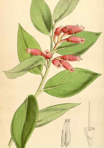 Reproducción/Reproduction 34864194180: Curtis's botanical magazine.. London ; New York [etc.] :Academic Press [etc.]