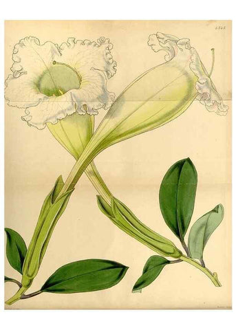 Reproducción/Reproduction 34442439873: Curtis's botanical magazine.. London ; New York [etc.] :Academic Press [etc.]