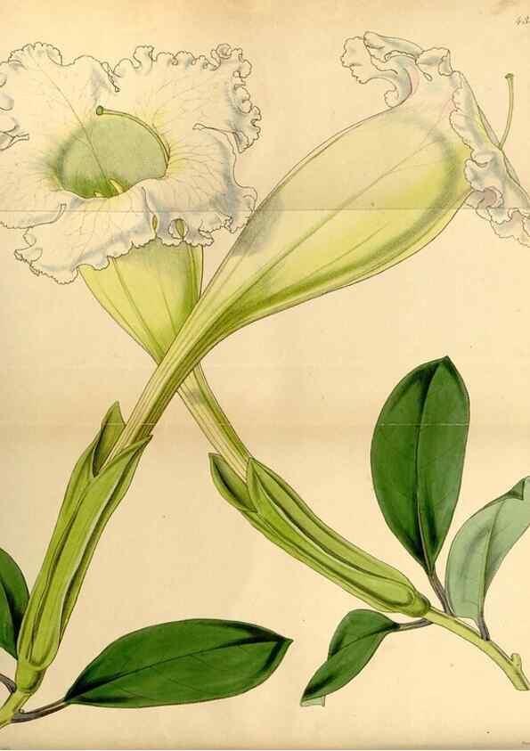 Reproducción/Reproduction 34442439873: Curtis's botanical magazine.. London ; New York [etc.] :Academic Press [etc.]