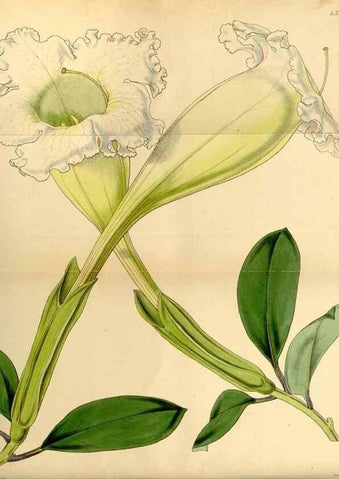 Reproducción/Reproduction 34442439873: Curtis's botanical magazine.. London ; New York [etc.] :Academic Press [etc.]