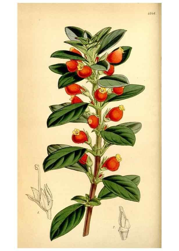 Reproducción/Reproduction 34442441683: Curtis's botanical magazine.. London ; New York [etc.] :Academic Press [etc.]