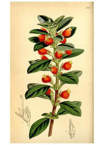 Reproducción/Reproduction 34442441683: Curtis's botanical magazine.. London ; New York [etc.] :Academic Press [etc.]