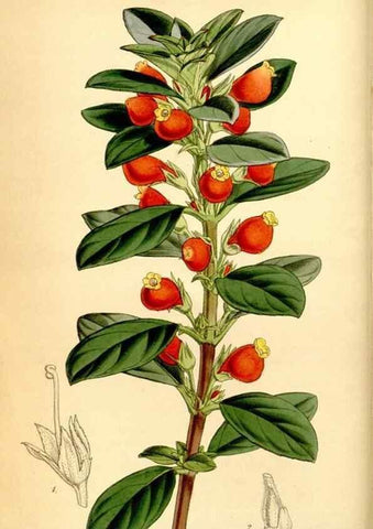 Reproducción/Reproduction 34442441683: Curtis's botanical magazine.. London ; New York [etc.] :Academic Press [etc.]