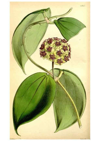 Reproducción/Reproduction 35121573451: Curtis's botanical magazine.. London ; New York [etc.] :Academic Press [etc.]