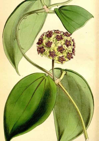 Reproducción/Reproduction 35121573451: Curtis's botanical magazine.. London ; New York [etc.] :Academic Press [etc.]