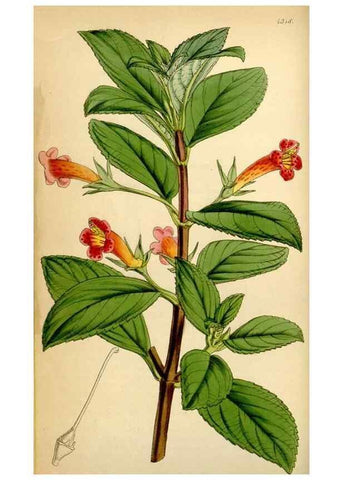 Reproducción/Reproduction 35121577641: Curtis's botanical magazine.. London ; New York [etc.] :Academic Press [etc.]