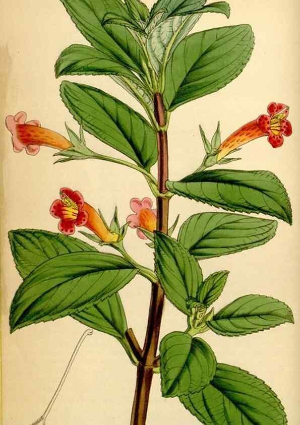Reproducción/Reproduction 35121577641: Curtis's botanical magazine.. London ; New York [etc.] :Academic Press [etc.]
