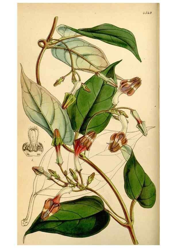 Reproducción/Reproduction 35251299815: Curtis's botanical magazine.. London ; New York [etc.] :Academic Press [etc.]