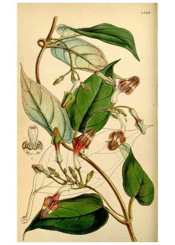 Reproducción/Reproduction 35251299815: Curtis's botanical magazine.. London ; New York [etc.] :Academic Press [etc.]