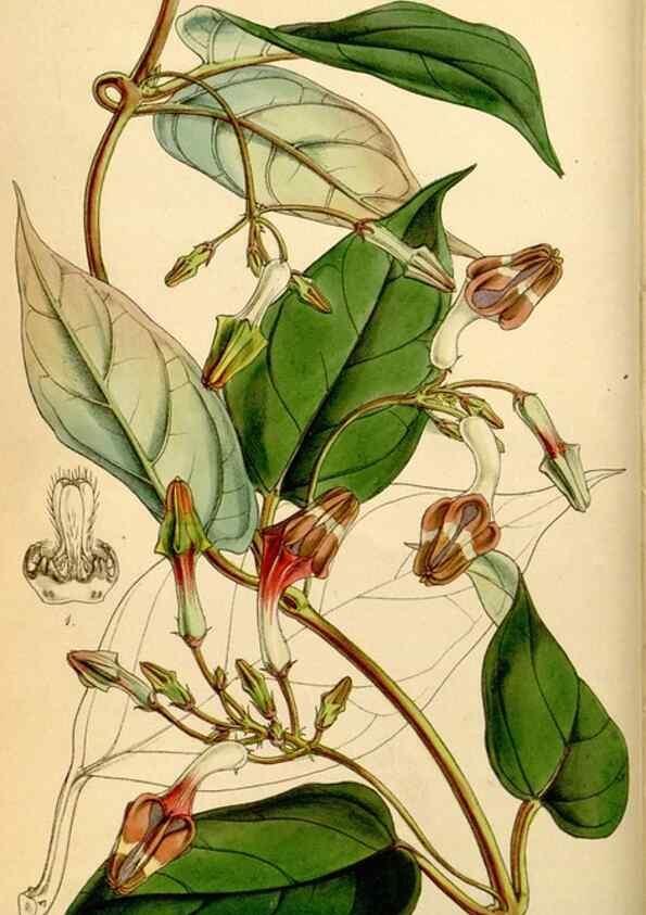 Reproducción/Reproduction 35251299815: Curtis's botanical magazine.. London ; New York [etc.] :Academic Press [etc.]