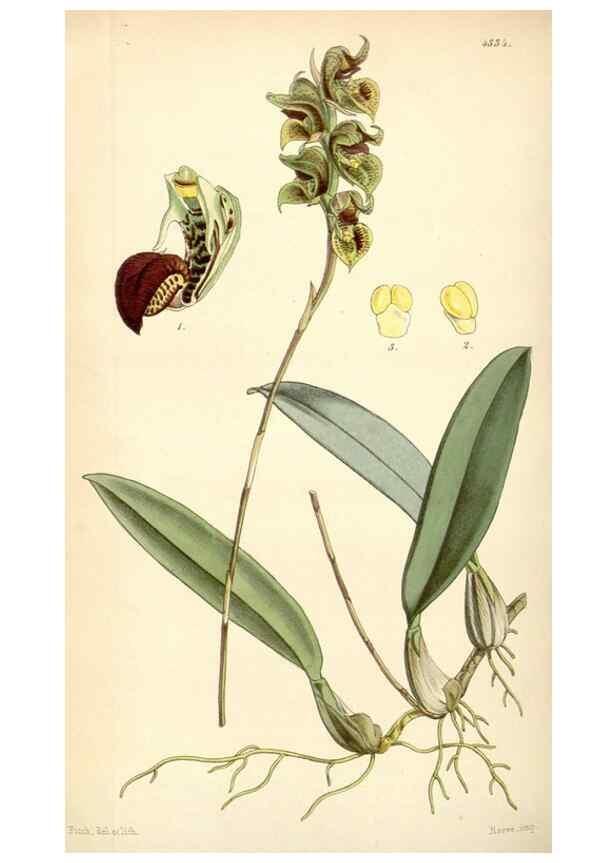 Reproducción/Reproduction 35251054665: Curtis's botanical magazine.. London ; New York [etc.] :Academic Press [etc.]