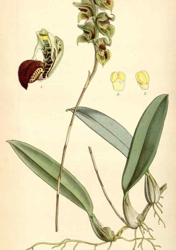 Reproducción/Reproduction 35251054665: Curtis's botanical magazine.. London ; New York [etc.] :Academic Press [etc.]